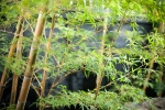 Bamboo open-air bath | Mikasaya