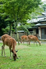 遷都1300年の平安の都。