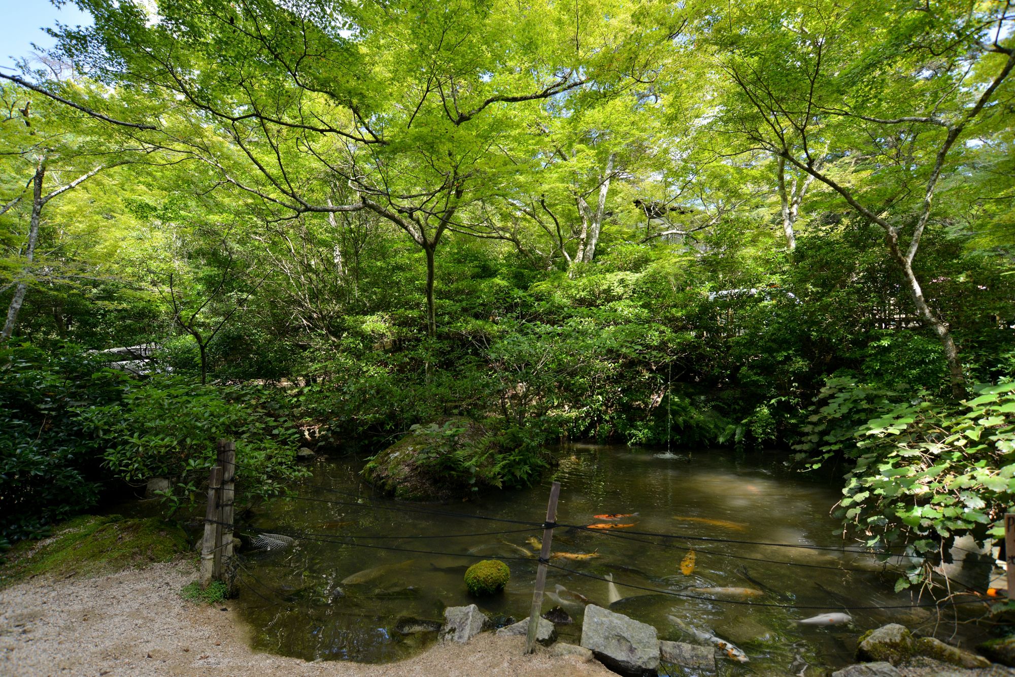 館前の池