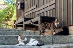 宿前の階段 / 鞆猫庵