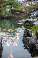 庭の池 / さぎの湯荘別邸　鷺泉（ろせん）