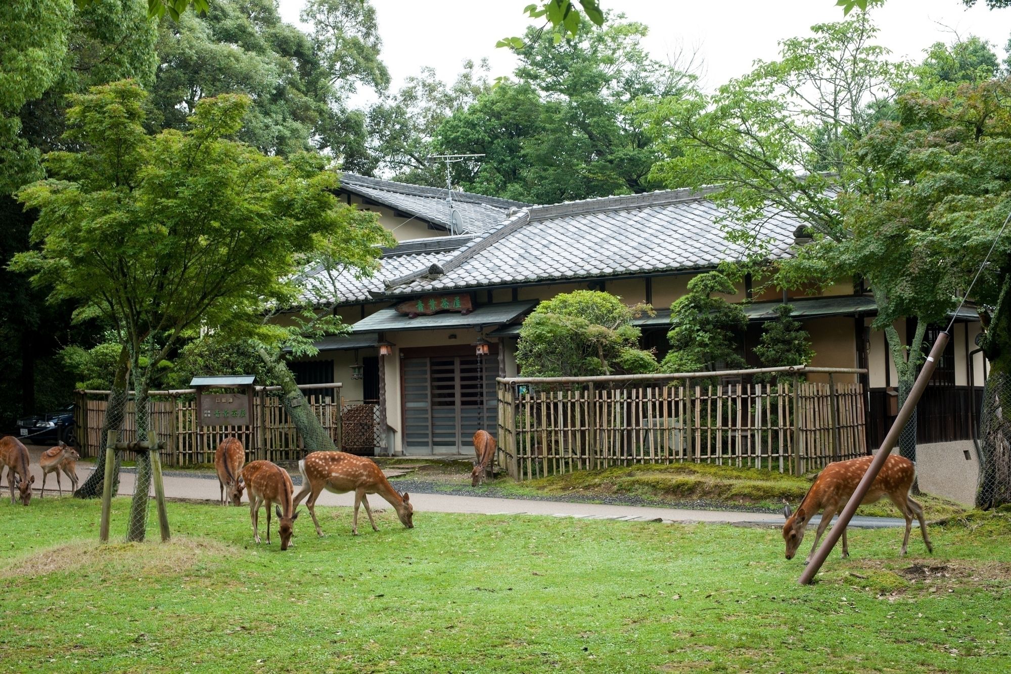 青葉茶屋　奈良公園内にある、純日本旅館。
